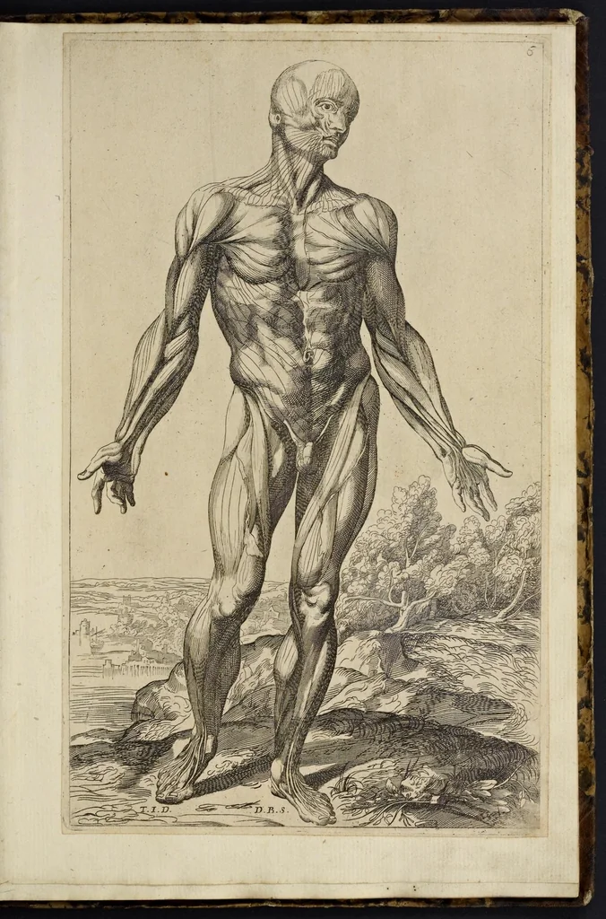 An illustration from Notomie di Titiano ..., 1685, leaf 28