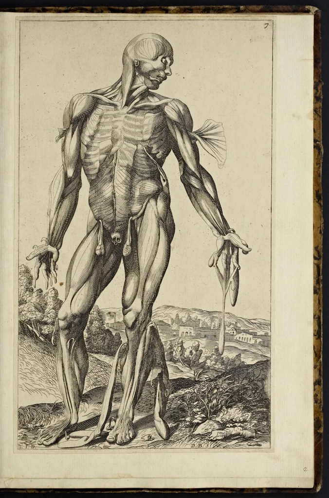 An illustration from Notomie di Titiano ..., 1685, leaf 32