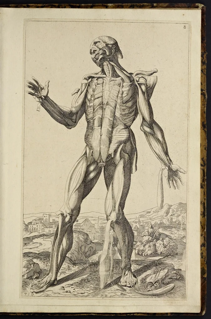 An illustration from Notomie di Titiano ..., 1685, leaf 36