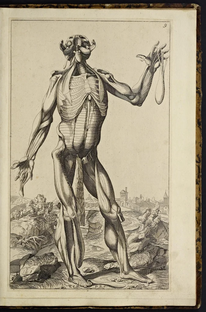 An illustration from Notomie di Titiano ..., 1685, leaf 40