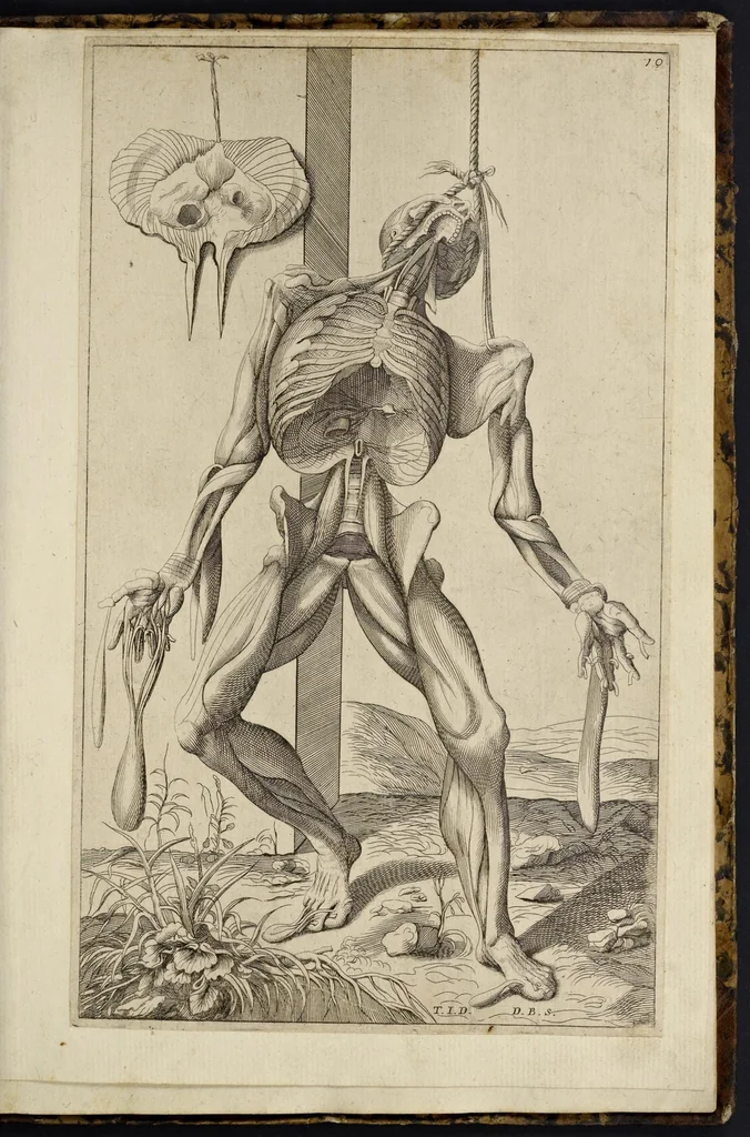 An illustration from Notomie di Titiano ..., 1685, leaf 44