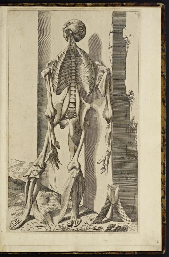 An illustration from Notomie di Titiano ..., 1685, leaf 48