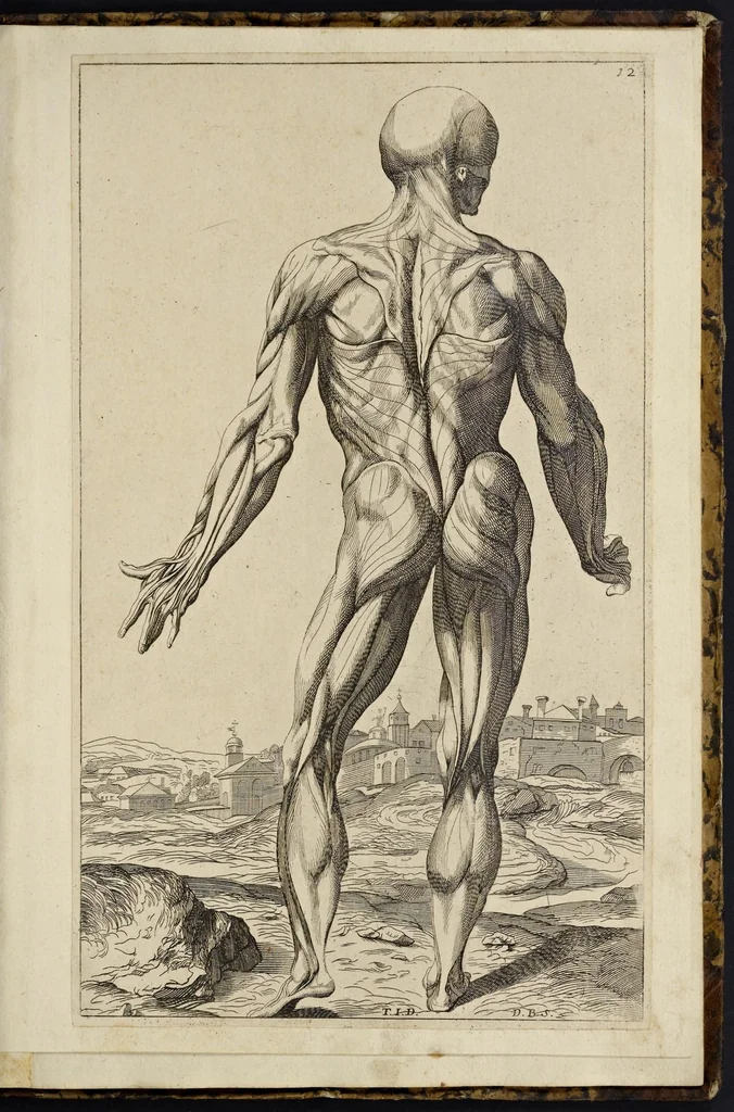 An illustration from Notomie di Titiano ..., 1685, leaf 52