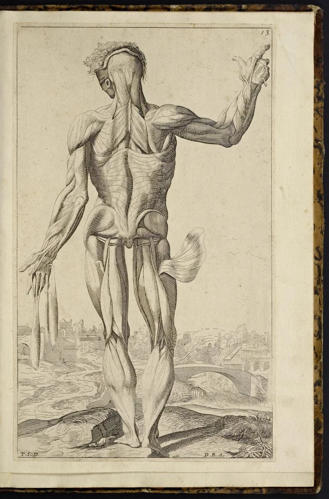 An illustration from Notomie di Titiano ..., 1685, leaf 56