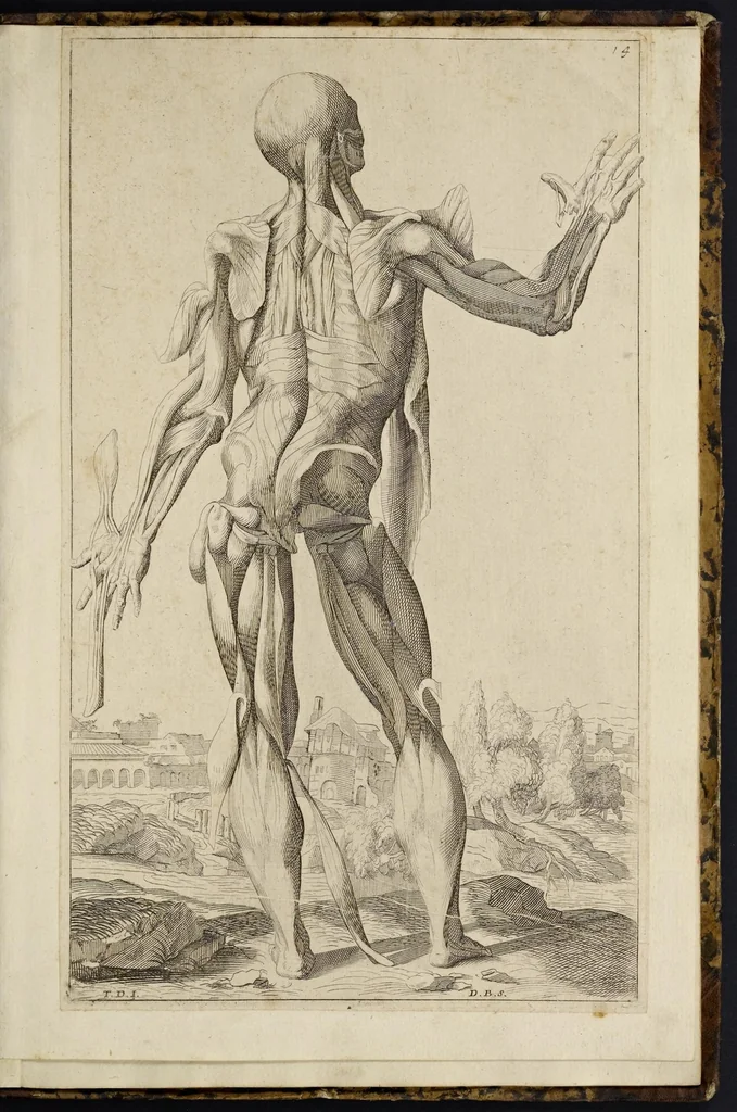 An illustration from Notomie di Titiano ..., 1685, leaf 60