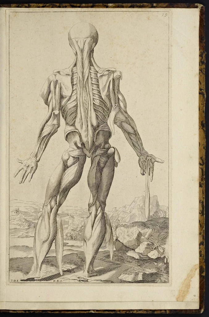An illustration from Notomie di Titiano ..., 1685, leaf 64