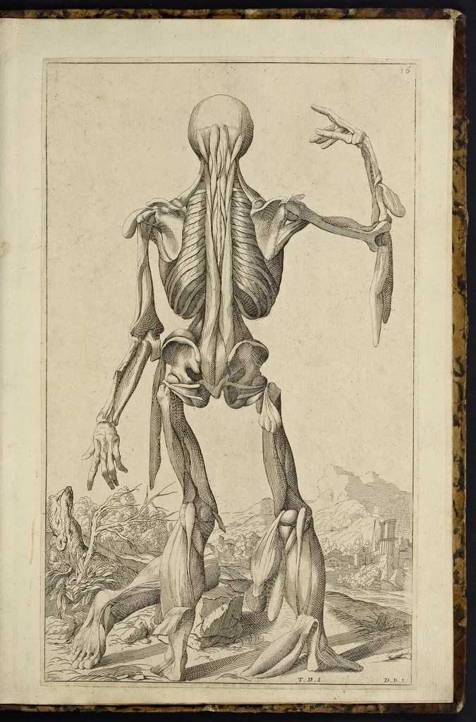 An illustration from Notomie di Titiano ..., 1685, leaf 68