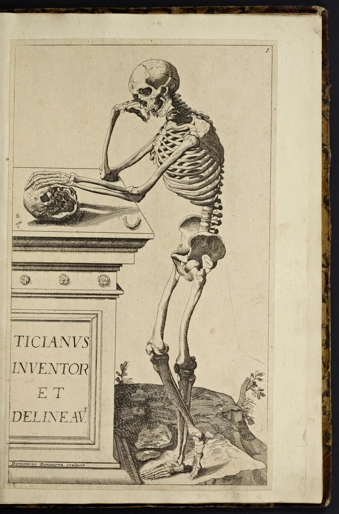 An illustration from Notomie di Titiano ..., 1685, leaf 8
