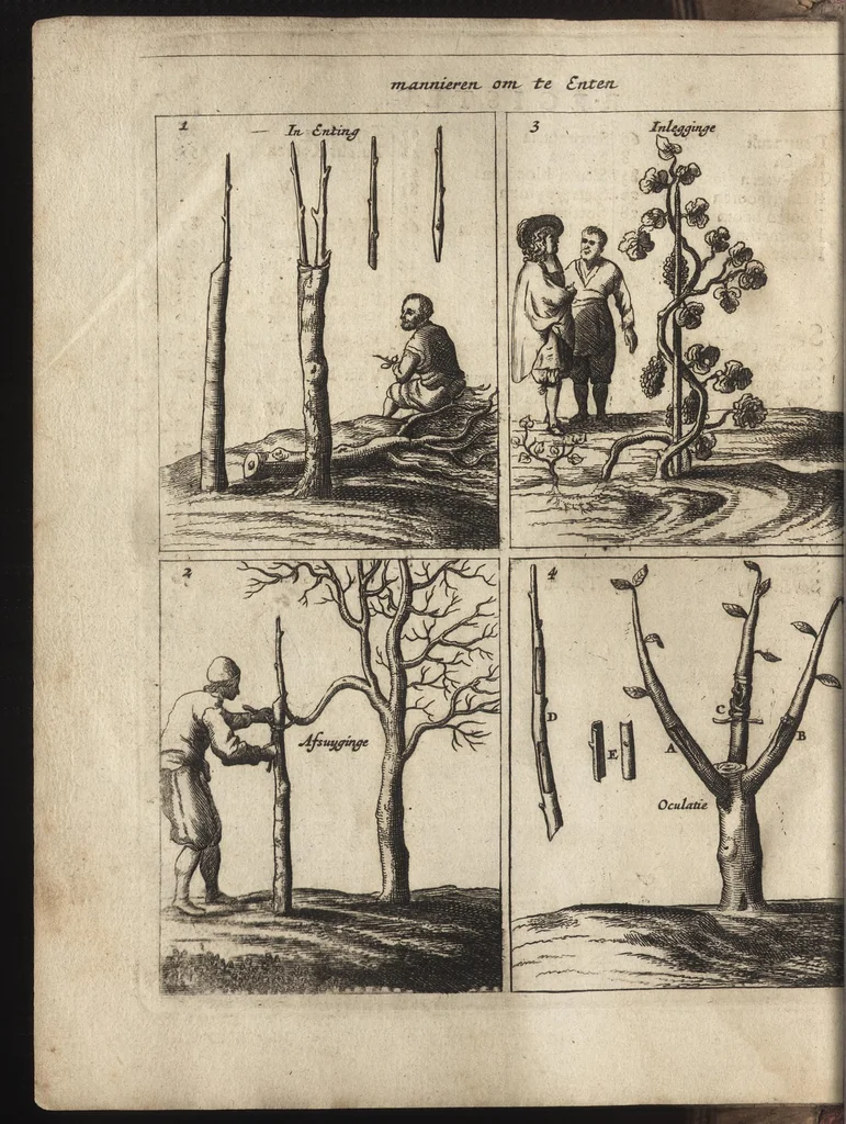An illustration from Het vermakelijck landt-leven : bestaende in de volgende deelen .., 1669, leaf 11