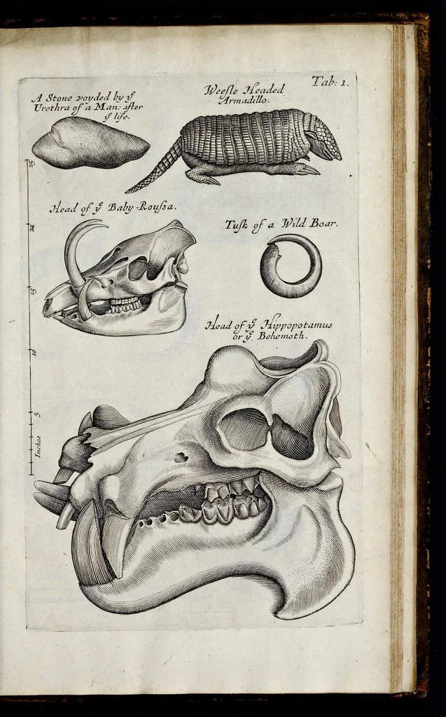 An illustration from Musaeum Regalis Societatis, or, A catalogue & description of the natural and artificial rarities belonging to the Royal Society, and preserved at Gresham Colledge, 1681, leaf 454