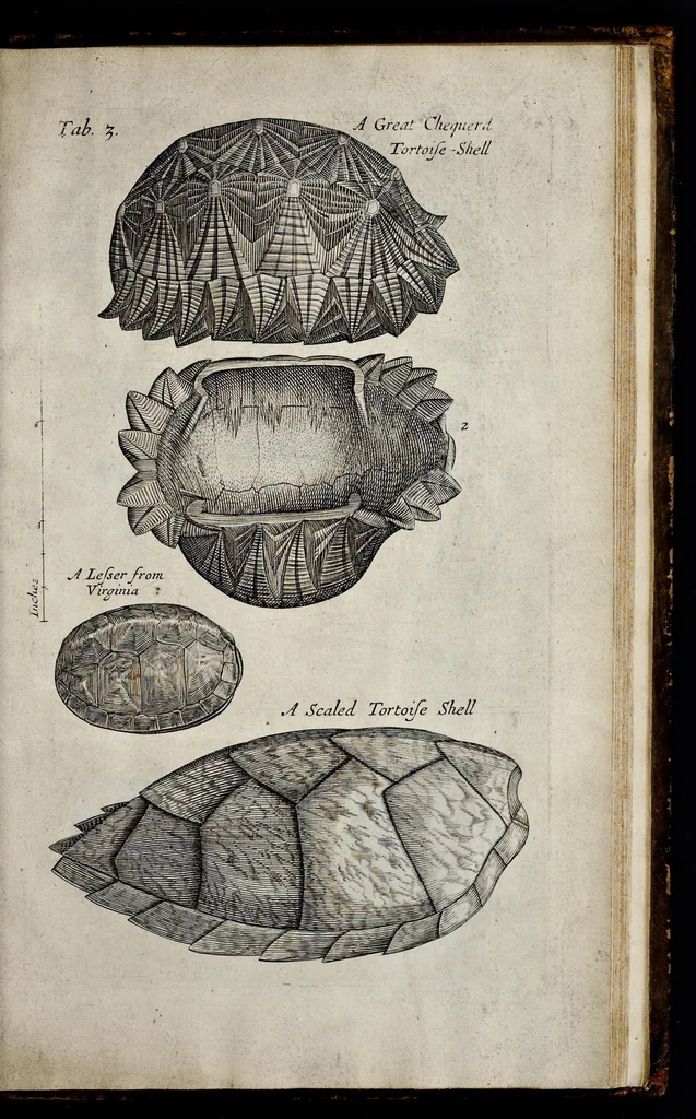 An illustration from Musaeum Regalis Societatis, or, A catalogue & description of the natural and artificial rarities belonging to the Royal Society, and preserved at Gresham Colledge, 1681, leaf 458