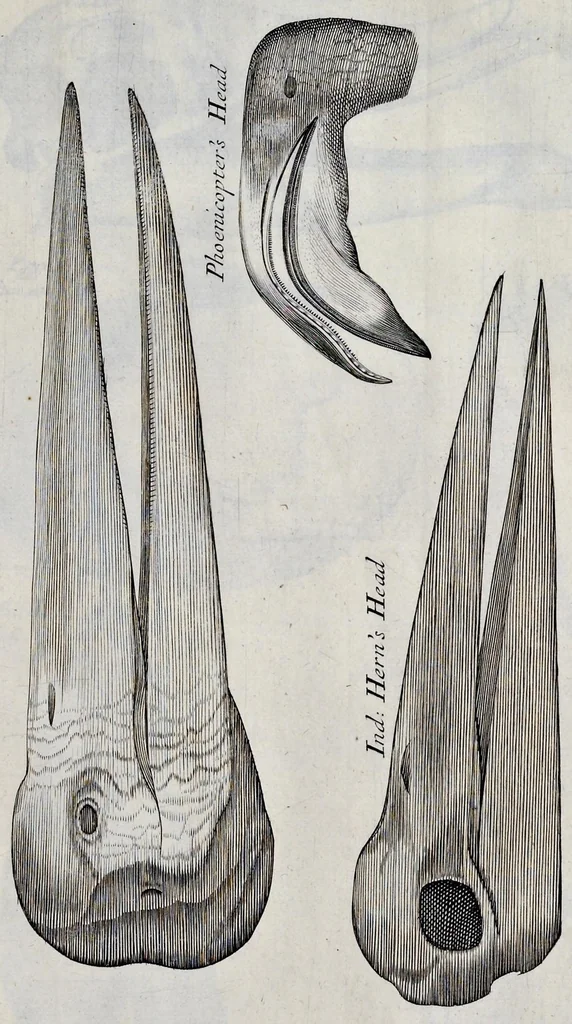 An illustration from Musaeum Regalis Societatis, or, A catalogue & description of the natural and artificial rarities belonging to the Royal Society, and preserved at Gresham Colledge, 1681, leaf 462
