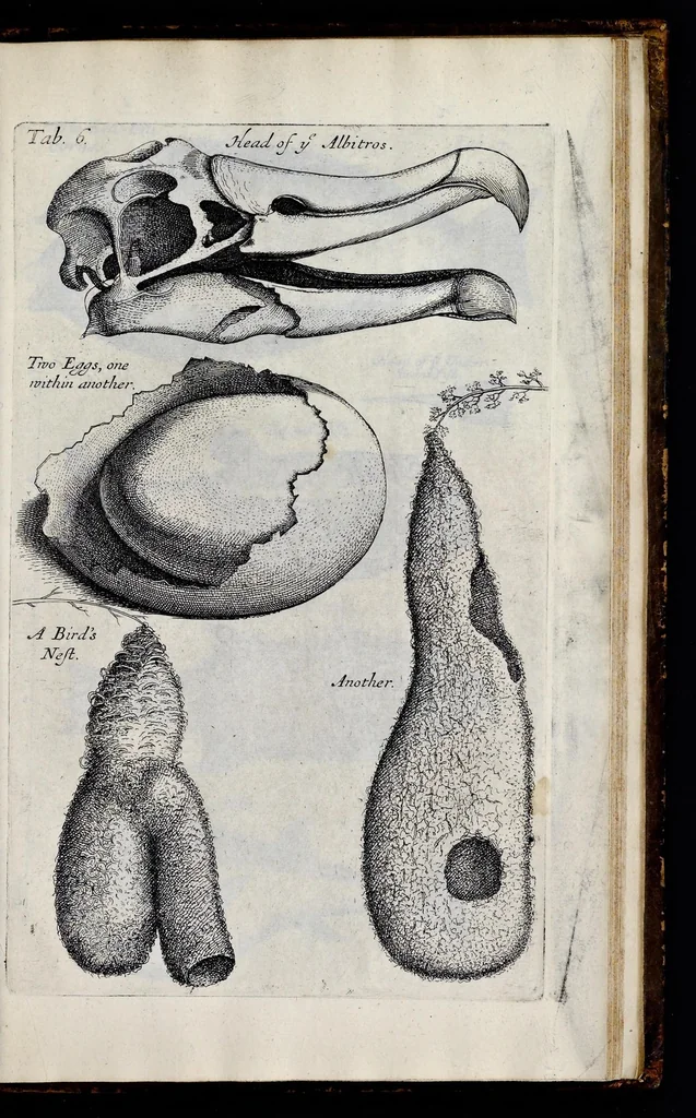 An illustration from Musaeum Regalis Societatis, or, A catalogue & description of the natural and artificial rarities belonging to the Royal Society, and preserved at Gresham Colledge, 1681, leaf 464