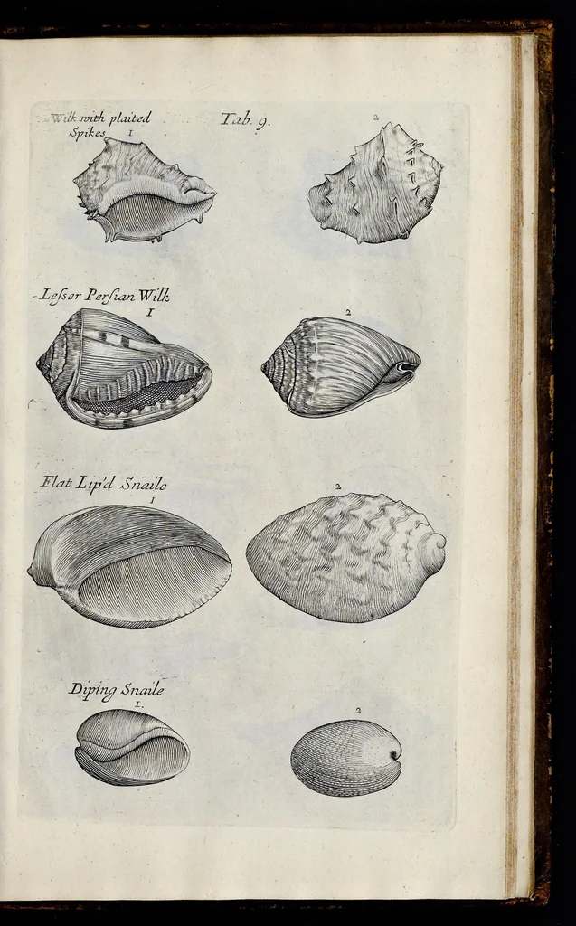 An illustration from Musaeum Regalis Societatis, or, A catalogue & description of the natural and artificial rarities belonging to the Royal Society, and preserved at Gresham Colledge, 1681, leaf 470