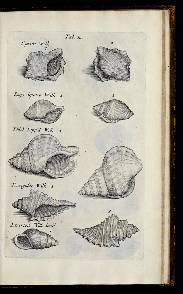 An illustration from Musaeum Regalis Societatis, or, A catalogue & description of the natural and artificial rarities belonging to the Royal Society, and preserved at Gresham Colledge, 1681, leaf 472