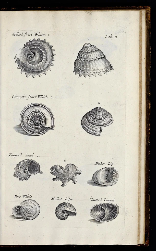 An illustration from Musaeum Regalis Societatis, or, A catalogue & description of the natural and artificial rarities belonging to the Royal Society, and preserved at Gresham Colledge, 1681, leaf 474