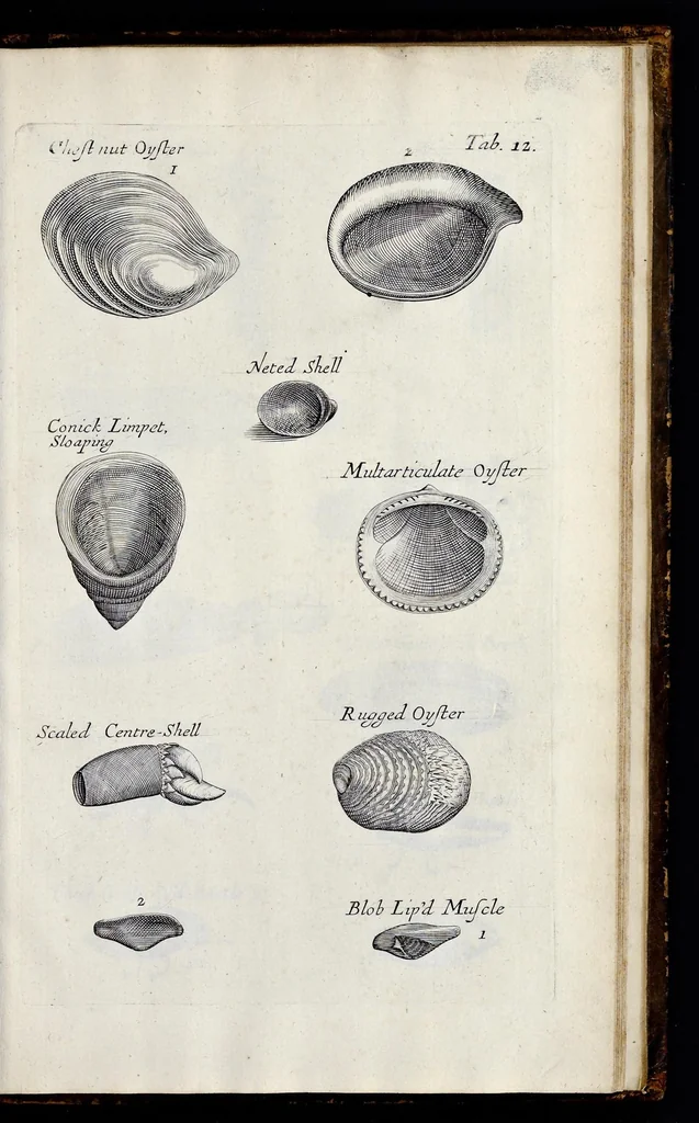 An illustration from Musaeum Regalis Societatis, or, A catalogue & description of the natural and artificial rarities belonging to the Royal Society, and preserved at Gresham Colledge, 1681, leaf 476