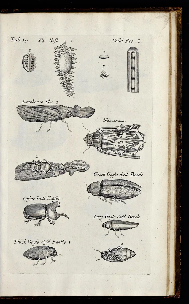 An illustration from Musaeum Regalis Societatis, or, A catalogue & description of the natural and artificial rarities belonging to the Royal Society, and preserved at Gresham Colledge, 1681, leaf 478
