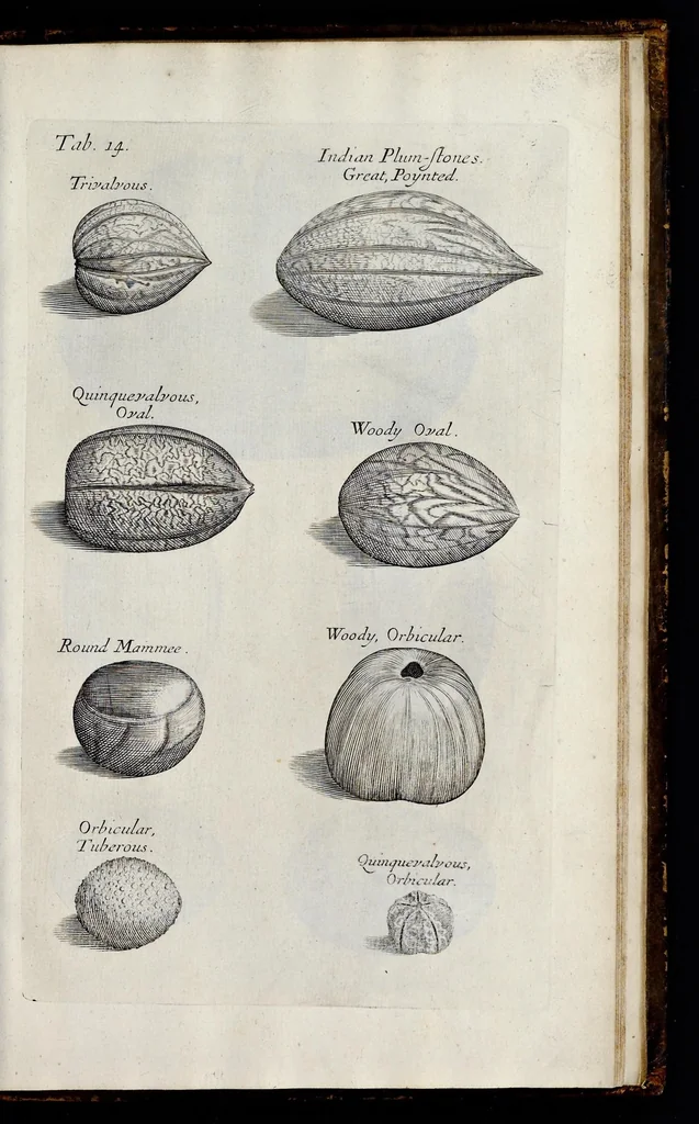 An illustration from Musaeum Regalis Societatis, or, A catalogue & description of the natural and artificial rarities belonging to the Royal Society, and preserved at Gresham Colledge, 1681, leaf 480