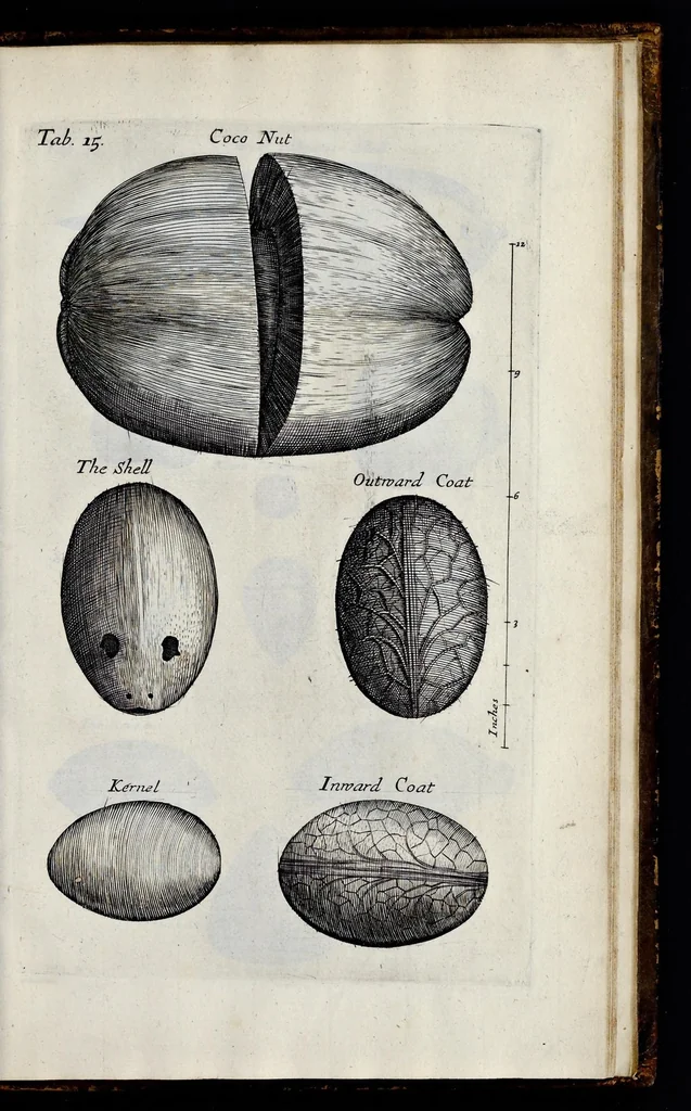 An illustration from Musaeum Regalis Societatis, or, A catalogue & description of the natural and artificial rarities belonging to the Royal Society, and preserved at Gresham Colledge, 1681, leaf 482