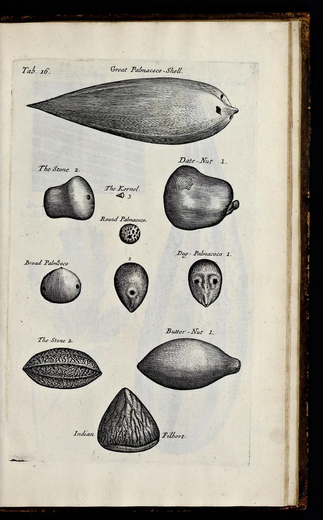 An illustration from Musaeum Regalis Societatis, or, A catalogue & description of the natural and artificial rarities belonging to the Royal Society, and preserved at Gresham Colledge, 1681, leaf 484