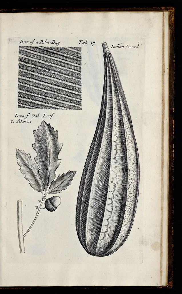 An illustration from Musaeum Regalis Societatis, or, A catalogue & description of the natural and artificial rarities belonging to the Royal Society, and preserved at Gresham Colledge, 1681, leaf 486