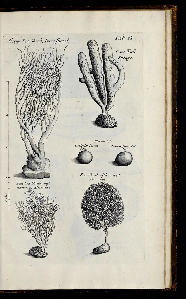 An illustration from Musaeum Regalis Societatis, or, A catalogue & description of the natural and artificial rarities belonging to the Royal Society, and preserved at Gresham Colledge, 1681, leaf 488