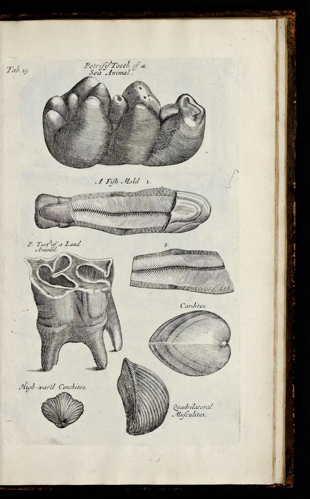 An illustration from Musaeum Regalis Societatis, or, A catalogue & description of the natural and artificial rarities belonging to the Royal Society, and preserved at Gresham Colledge, 1681, leaf 490