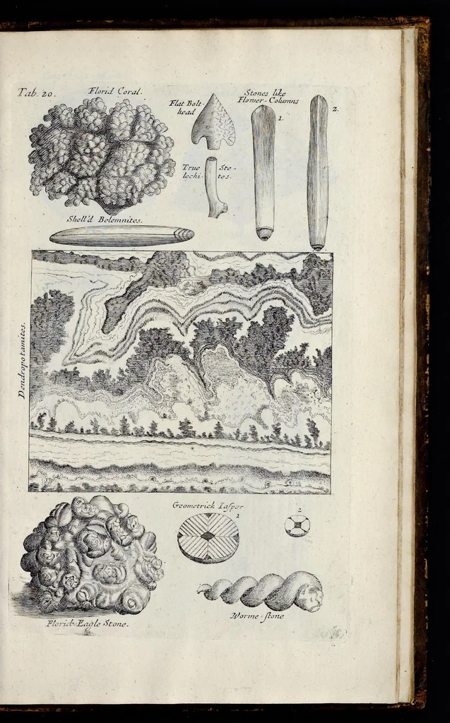 An illustration from Musaeum Regalis Societatis, or, A catalogue & description of the natural and artificial rarities belonging to the Royal Society, and preserved at Gresham Colledge, 1681, leaf 492
