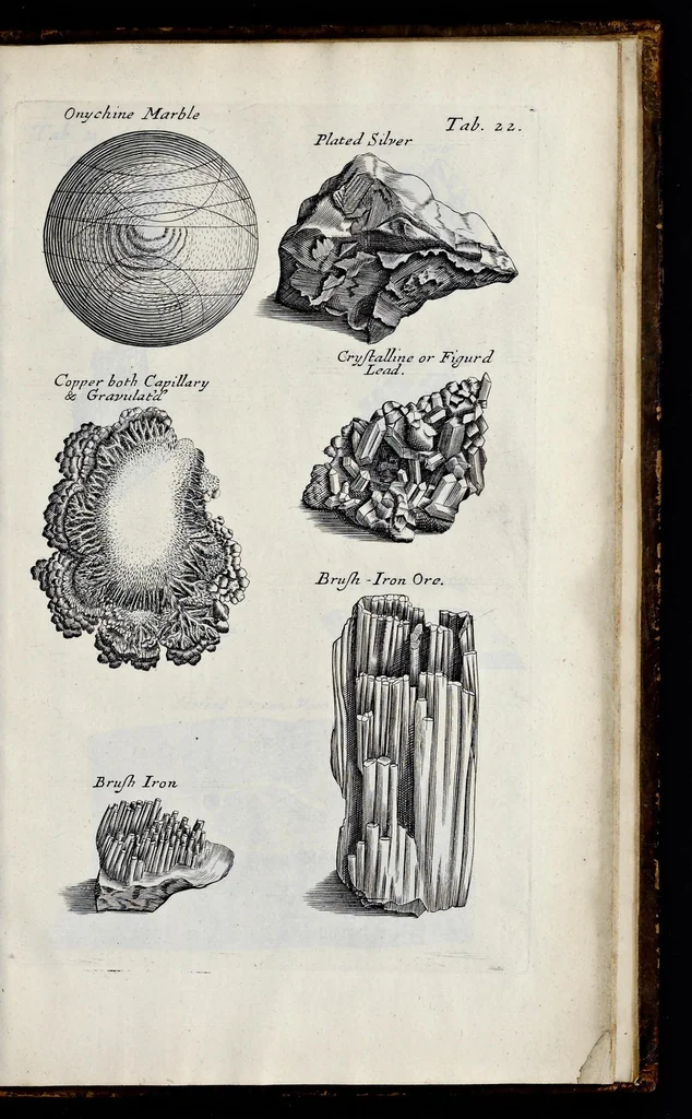 An illustration from Musaeum Regalis Societatis, or, A catalogue & description of the natural and artificial rarities belonging to the Royal Society, and preserved at Gresham Colledge, 1681, leaf 494
