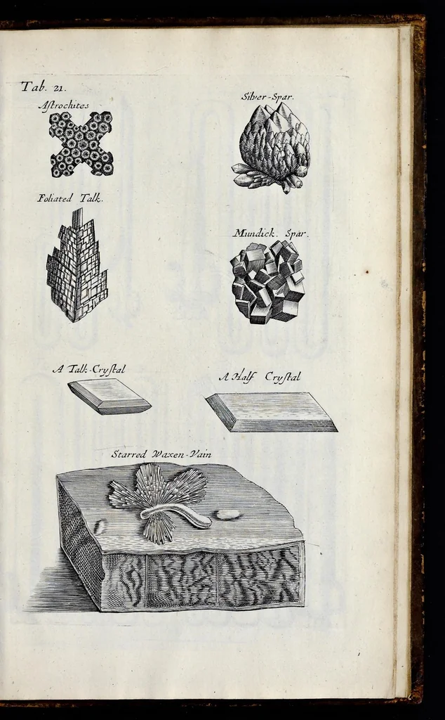 An illustration from Musaeum Regalis Societatis, or, A catalogue & description of the natural and artificial rarities belonging to the Royal Society, and preserved at Gresham Colledge, 1681, leaf 496