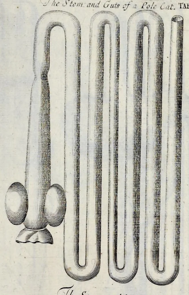 An illustration from Musaeum Regalis Societatis, or, A catalogue & description of the natural and artificial rarities belonging to the Royal Society, and preserved at Gresham Colledge, 1681, leaf 498
