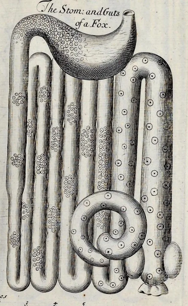 An illustration from Musaeum Regalis Societatis, or, A catalogue & description of the natural and artificial rarities belonging to the Royal Society, and preserved at Gresham Colledge, 1681, leaf 498