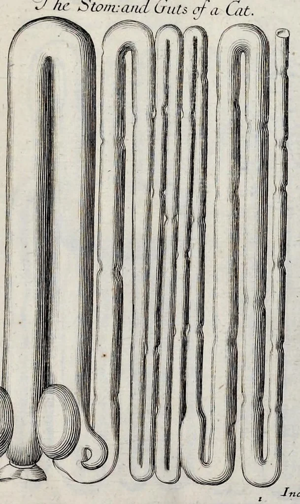 An illustration from Musaeum Regalis Societatis, or, A catalogue & description of the natural and artificial rarities belonging to the Royal Society, and preserved at Gresham Colledge, 1681, leaf 498