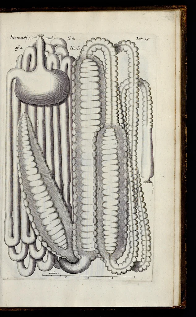 An illustration from Musaeum Regalis Societatis, or, A catalogue & description of the natural and artificial rarities belonging to the Royal Society, and preserved at Gresham Colledge, 1681, leaf 502