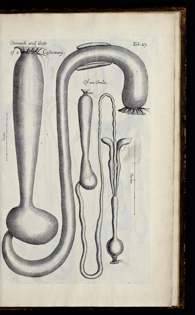 An illustration from Musaeum Regalis Societatis, or, A catalogue & description of the natural and artificial rarities belonging to the Royal Society, and preserved at Gresham Colledge, 1681, leaf 506