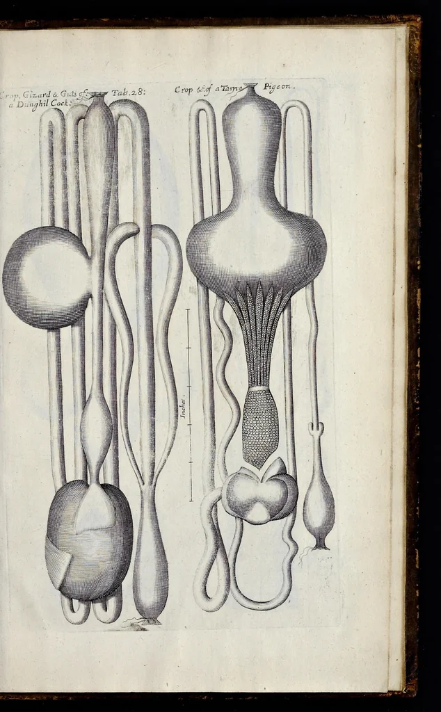 An illustration from Musaeum Regalis Societatis, or, A catalogue & description of the natural and artificial rarities belonging to the Royal Society, and preserved at Gresham Colledge, 1681, leaf 508