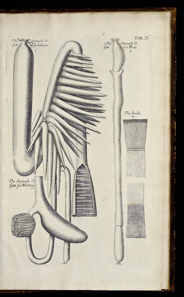 An illustration from Musaeum Regalis Societatis, or, A catalogue & description of the natural and artificial rarities belonging to the Royal Society, and preserved at Gresham Colledge, 1681, leaf 514