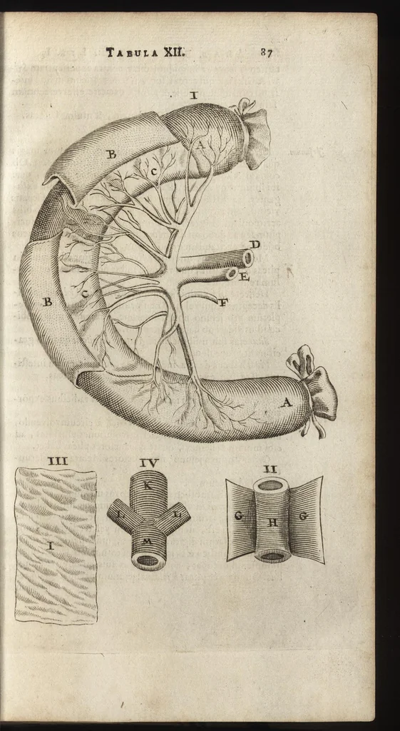 An illustration from Thomae Bartholini Anatome ex omnium veterum recentiorumque observationibus inprimis institutionibus b.m. parentis Caspari Bartholini : ad circulationem Harvejanam, et vasa lymphatica, 1686, leaf 120