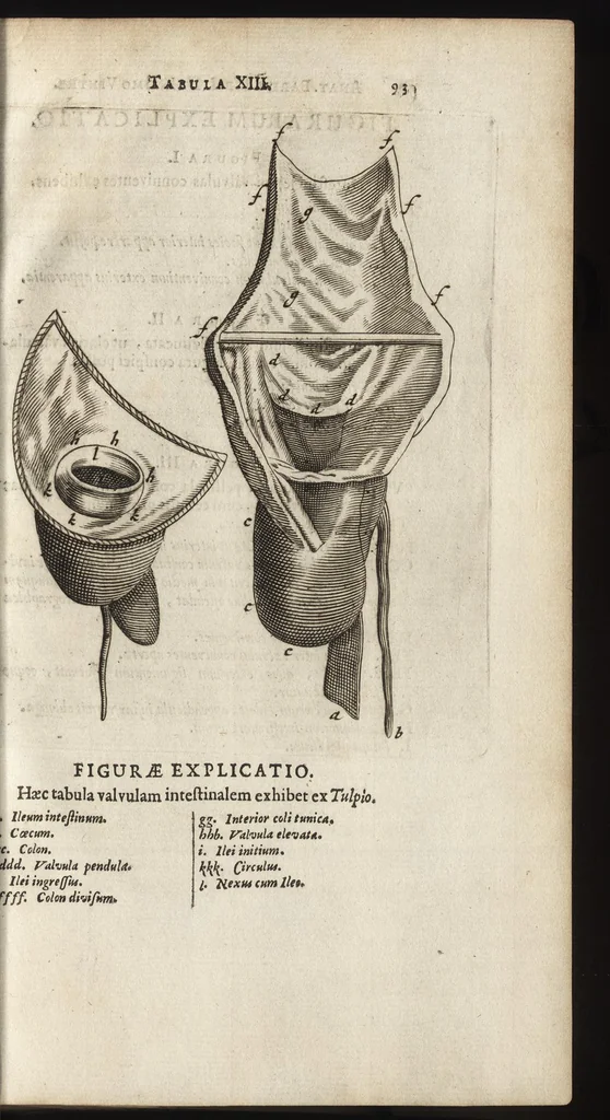 An illustration from Thomae Bartholini Anatome ex omnium veterum recentiorumque observationibus inprimis institutionibus b.m. parentis Caspari Bartholini : ad circulationem Harvejanam, et vasa lymphatica, 1686, leaf 126