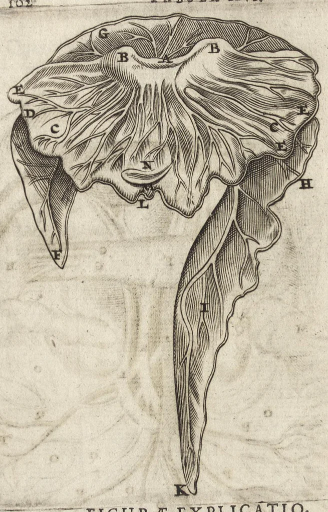 An illustration from Thomae Bartholini Anatome ex omnium veterum recentiorumque observationibus inprimis institutionibus b.m. parentis Caspari Bartholini : ad circulationem Harvejanam, et vasa lymphatica, 1686, leaf 135