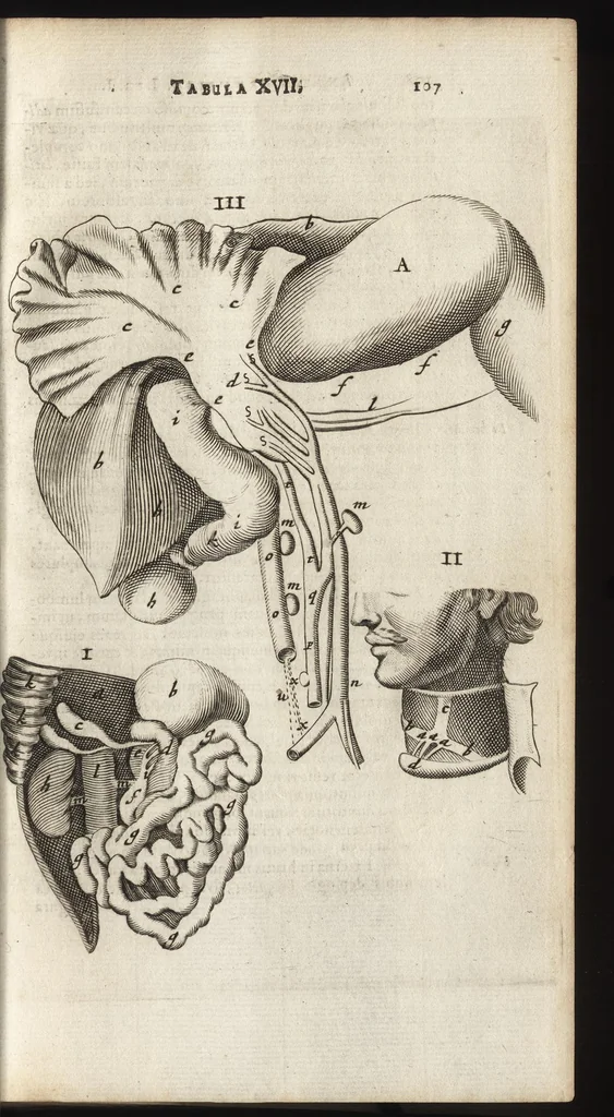 An illustration from Thomae Bartholini Anatome ex omnium veterum recentiorumque observationibus inprimis institutionibus b.m. parentis Caspari Bartholini : ad circulationem Harvejanam, et vasa lymphatica, 1686, leaf 140