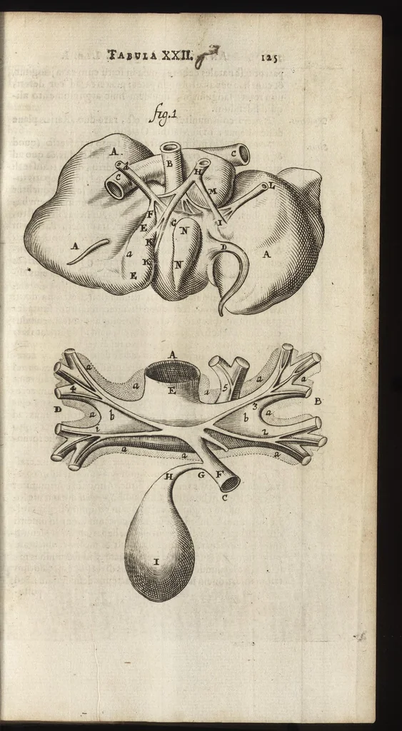 An illustration from Thomae Bartholini Anatome ex omnium veterum recentiorumque observationibus inprimis institutionibus b.m. parentis Caspari Bartholini : ad circulationem Harvejanam, et vasa lymphatica, 1686, leaf 162