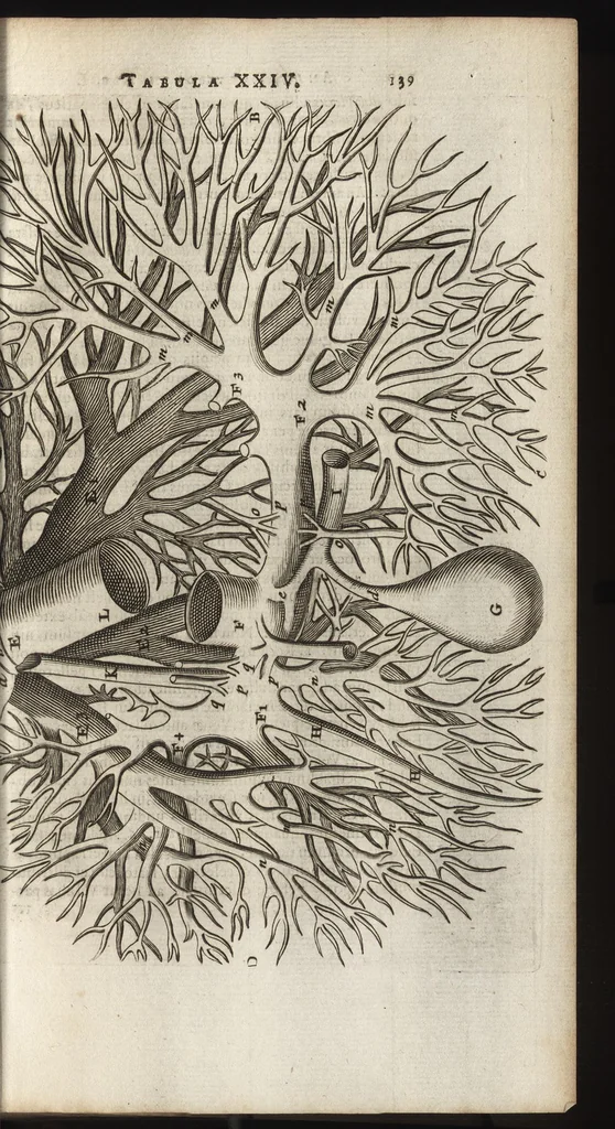 An illustration from Thomae Bartholini Anatome ex omnium veterum recentiorumque observationibus inprimis institutionibus b.m. parentis Caspari Bartholini : ad circulationem Harvejanam, et vasa lymphatica, 1686, leaf 176