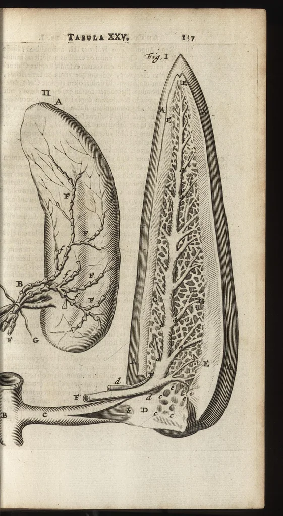 An illustration from Thomae Bartholini Anatome ex omnium veterum recentiorumque observationibus inprimis institutionibus b.m. parentis Caspari Bartholini : ad circulationem Harvejanam, et vasa lymphatica, 1686, leaf 194