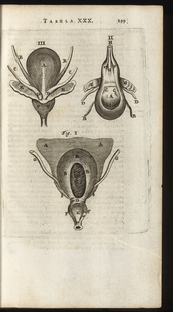 An illustration from Thomae Bartholini Anatome ex omnium veterum recentiorumque observationibus inprimis institutionibus b.m. parentis Caspari Bartholini : ad circulationem Harvejanam, et vasa lymphatica, 1686, leaf 236