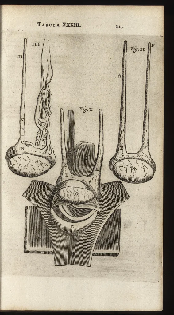 An illustration from Thomae Bartholini Anatome ex omnium veterum recentiorumque observationibus inprimis institutionibus b.m. parentis Caspari Bartholini : ad circulationem Harvejanam, et vasa lymphatica, 1686, leaf 252