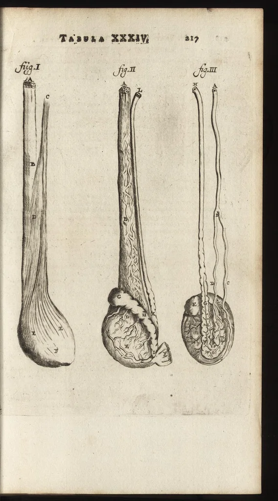 An illustration from Thomae Bartholini Anatome ex omnium veterum recentiorumque observationibus inprimis institutionibus b.m. parentis Caspari Bartholini : ad circulationem Harvejanam, et vasa lymphatica, 1686, leaf 256