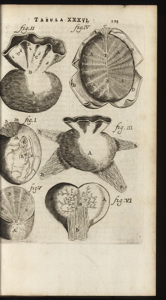 An illustration from Thomae Bartholini Anatome ex omnium veterum recentiorumque observationibus inprimis institutionibus b.m. parentis Caspari Bartholini : ad circulationem Harvejanam, et vasa lymphatica, 1686, leaf 260