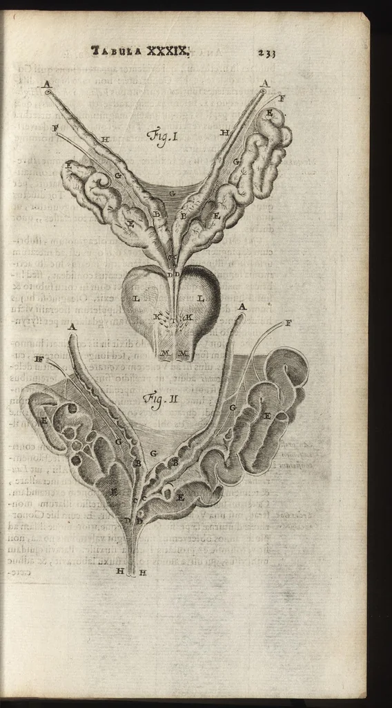 An illustration from Thomae Bartholini Anatome ex omnium veterum recentiorumque observationibus inprimis institutionibus b.m. parentis Caspari Bartholini : ad circulationem Harvejanam, et vasa lymphatica, 1686, leaf 272